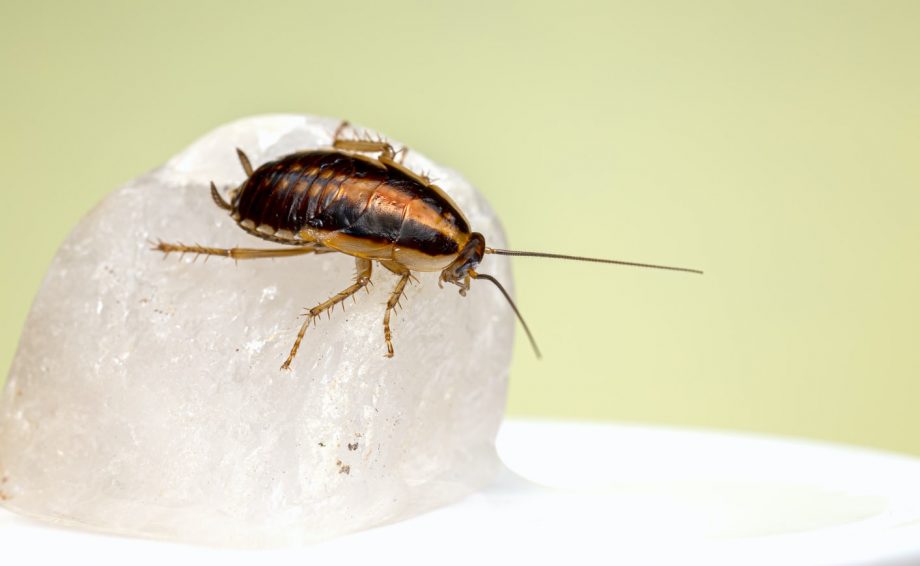 5 Tell-Tale Signs That You Have a Pest Infestation
