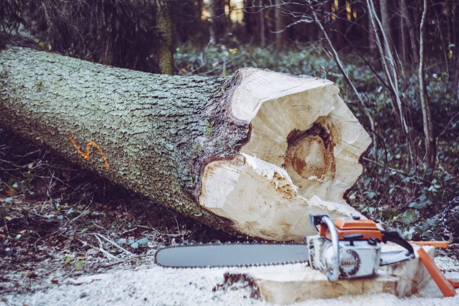 Which Chainsaw Is Best For You: Selection Guideline
